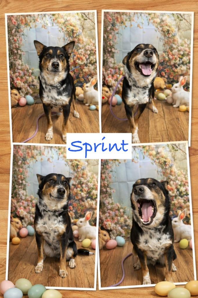 Enlarge Sprint, a Adoptable Cattle Dog in Glenfield, NY image 3/4