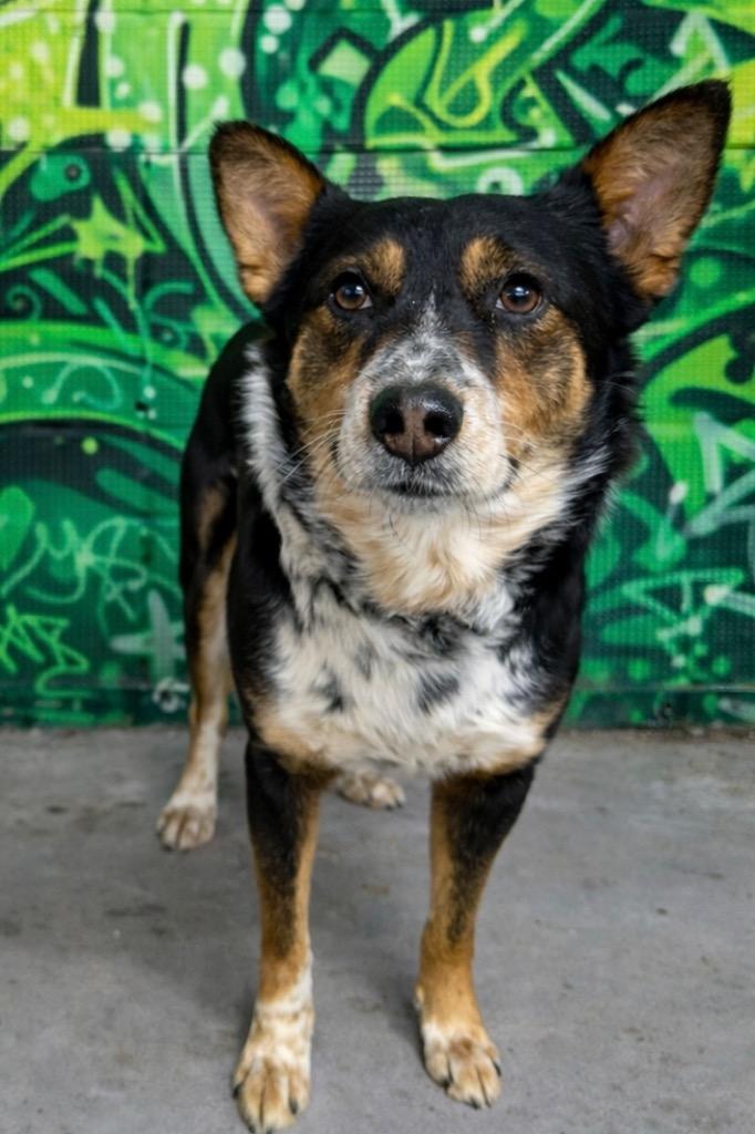 Enlarge Sprint, a Adoptable Cattle Dog in Glenfield, NY image 4/5