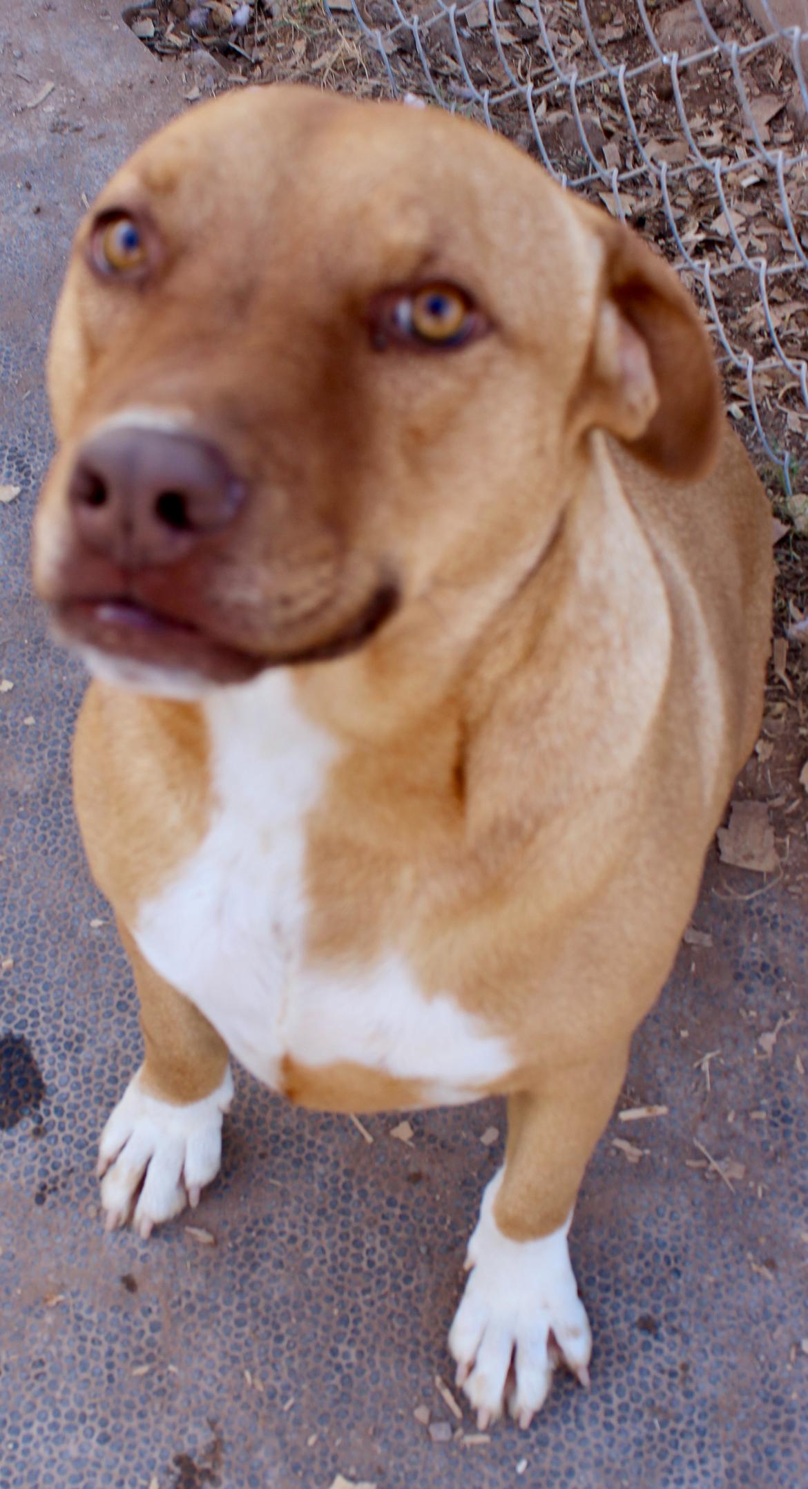 Enlarge Charlie, a Adoptable mixed breed in Casa Grande, AZ image 2/3