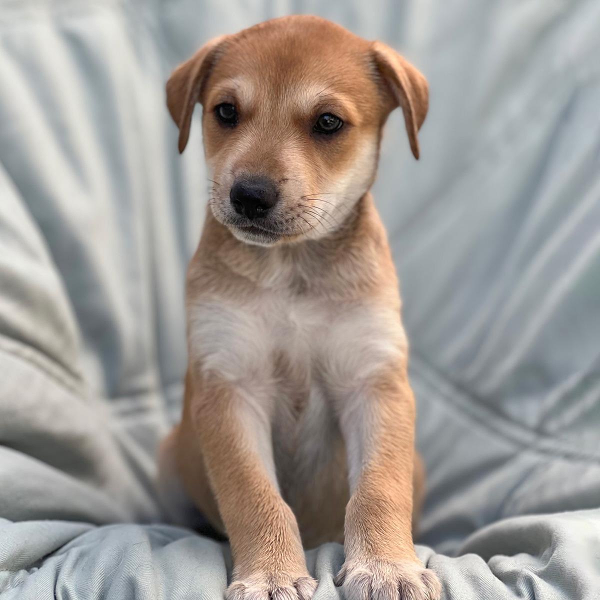 Chess Pup - Caissa photo