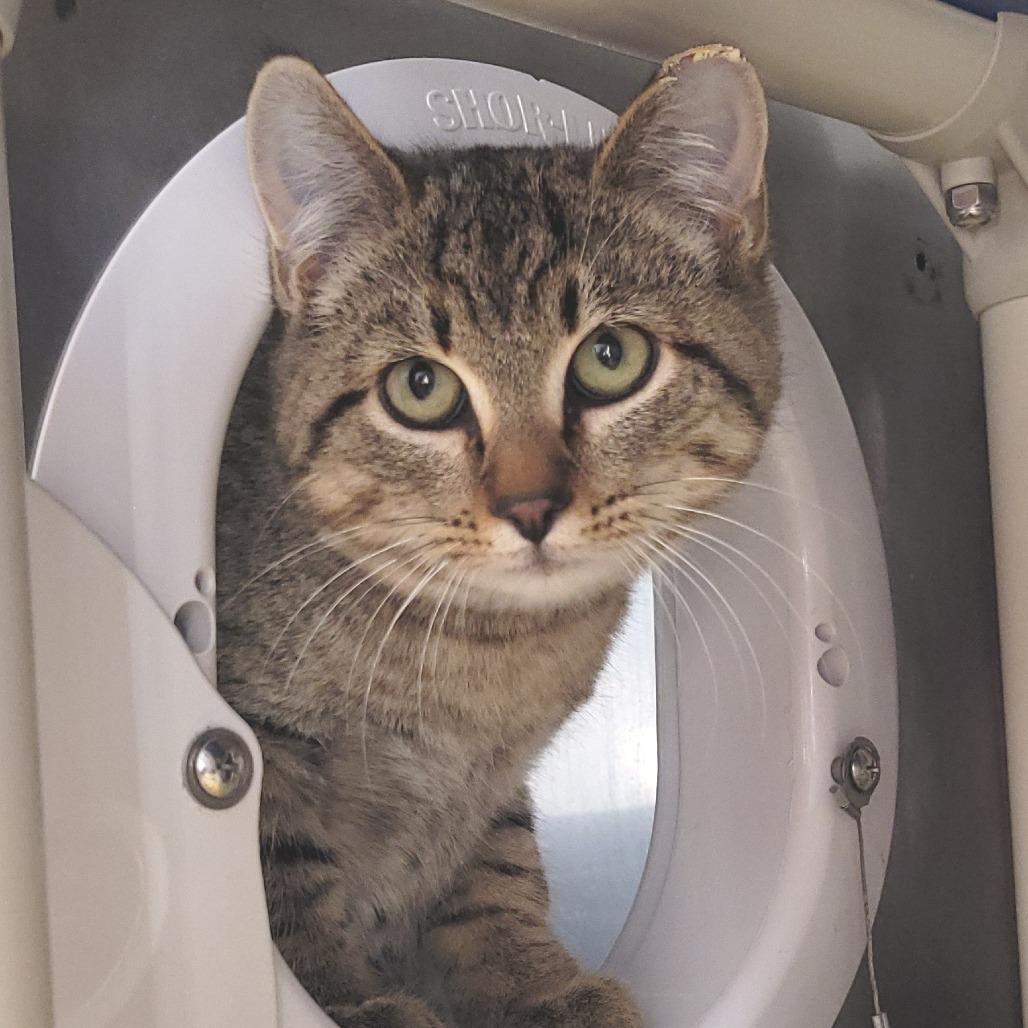 Kuzco, Adoptable, Kitten Male Domestic Short Hair.