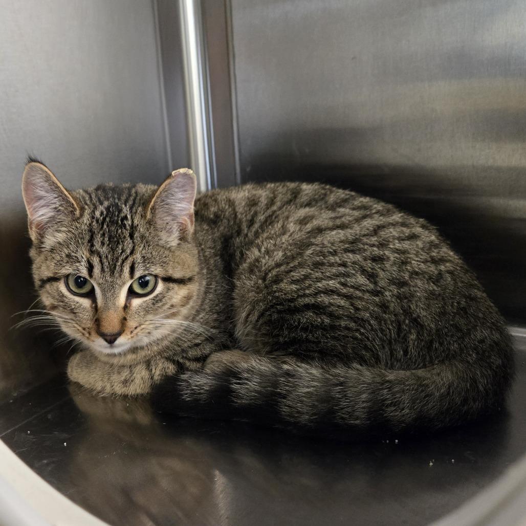 Enlarge Kuzco, a Adoptable Domestic Short Hair in Nashville, IN image 2/6