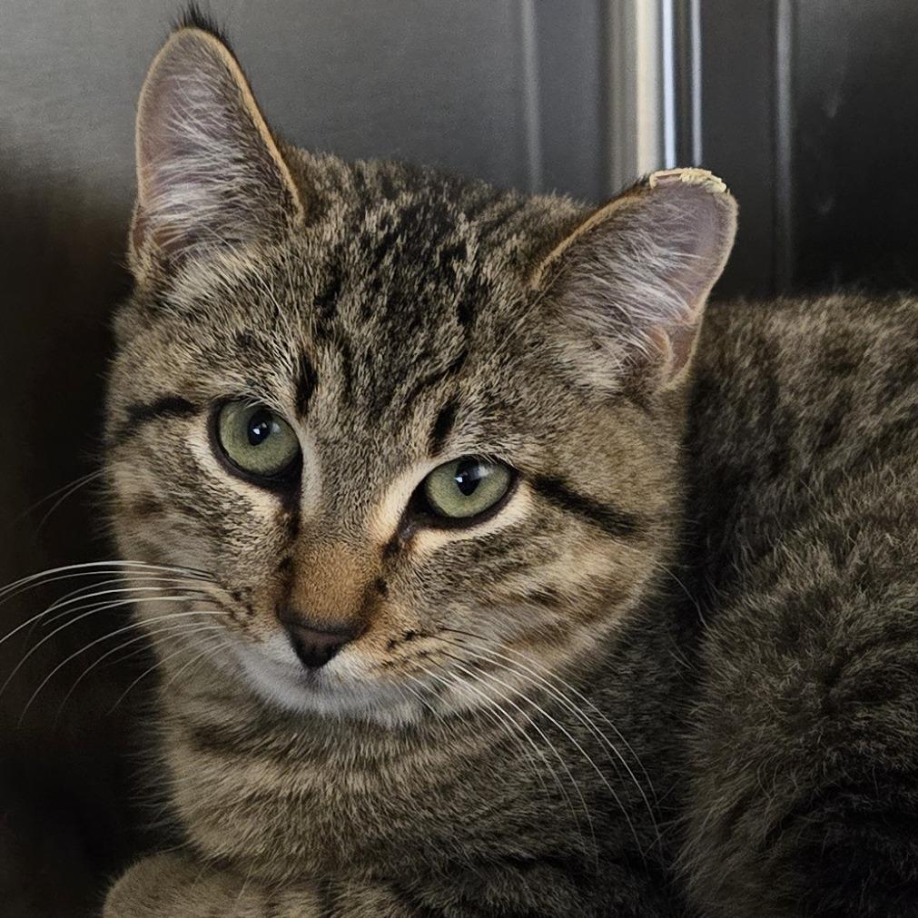 Enlarge Kuzco, a Adoptable Domestic Short Hair in Nashville, IN image 3/6
