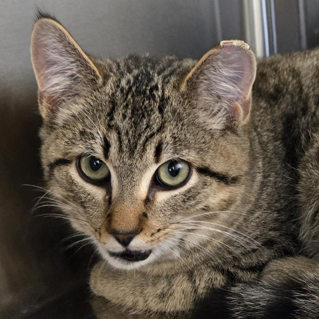Enlarge Kuzco, a Adoptable Domestic Short Hair in Nashville, IN image 4/6