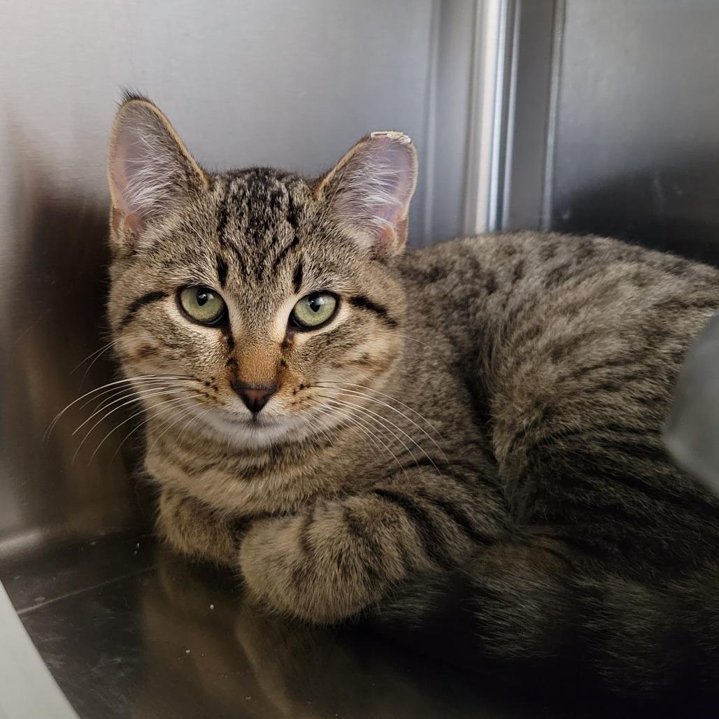 Enlarge Kuzco, a Adoptable Domestic Short Hair in Nashville, IN image 5/6