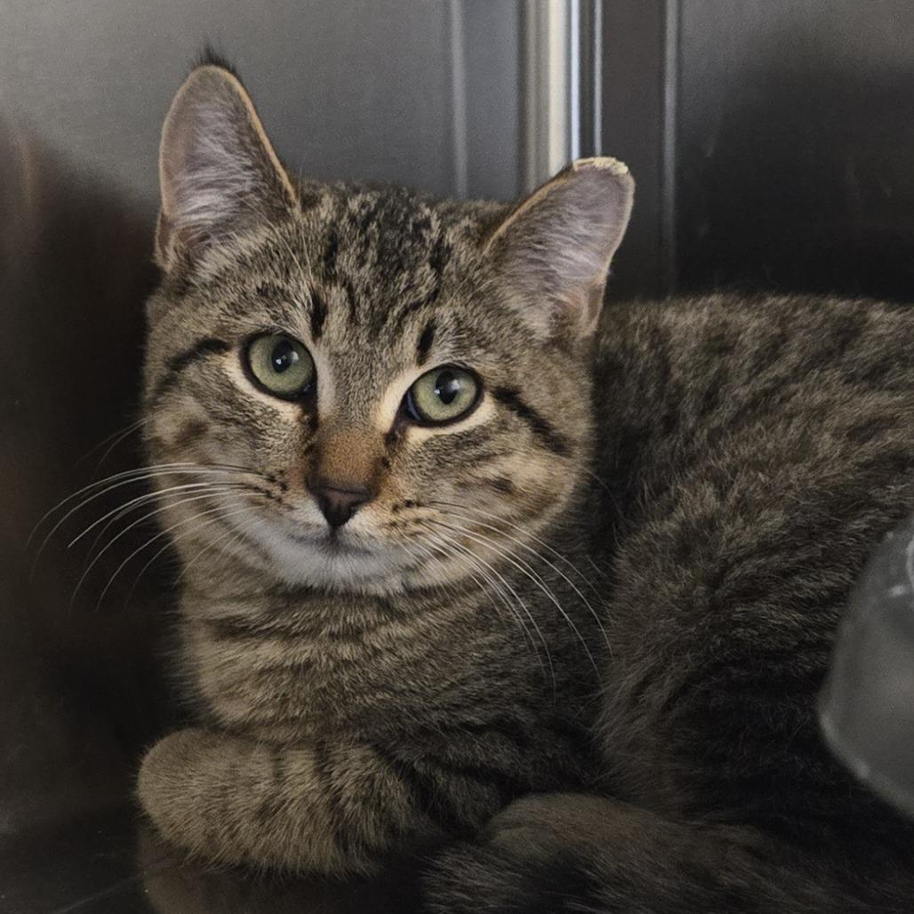 Enlarge Kuzco, a Adoptable Domestic Short Hair in Nashville, IN image 6/6