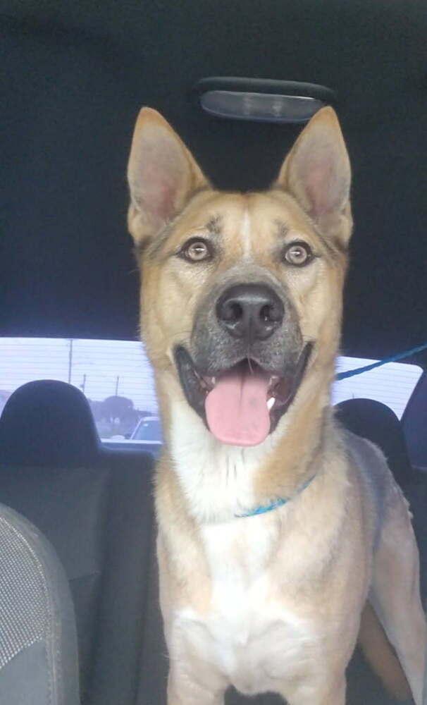 Kingston, Adoptable, Young Male Shepherd.