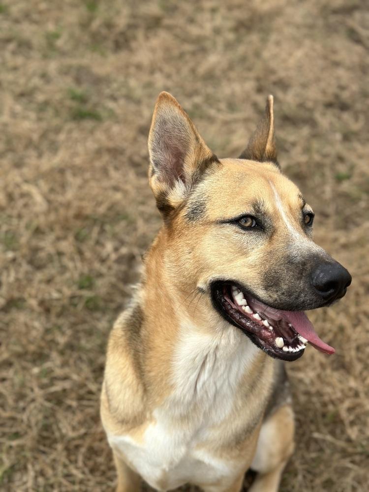 Enlarge Kingston, a Adoptable mixed breed in Pasadena, CA image 2/6