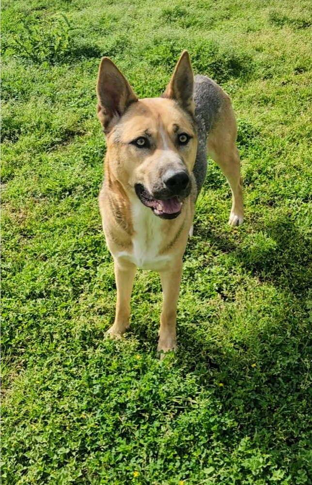 Enlarge Kingston, a Adoptable mixed breed in Pasadena, CA image 3/6