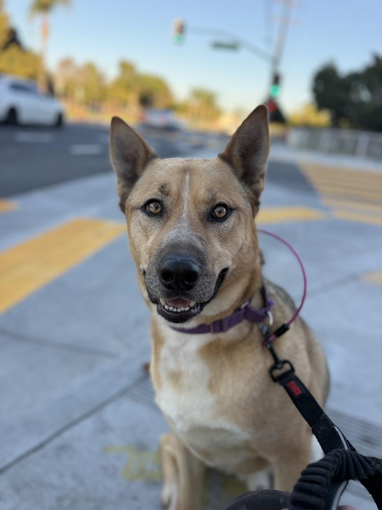 Enlarge Kingston, a Adoptable mixed breed in Pasadena, CA image 3/6