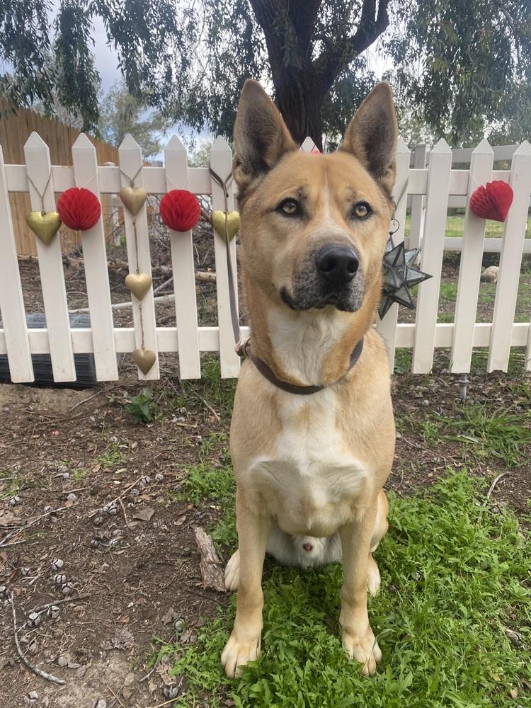Enlarge Kingston, a Adoptable mixed breed in Pasadena, CA image 3/6