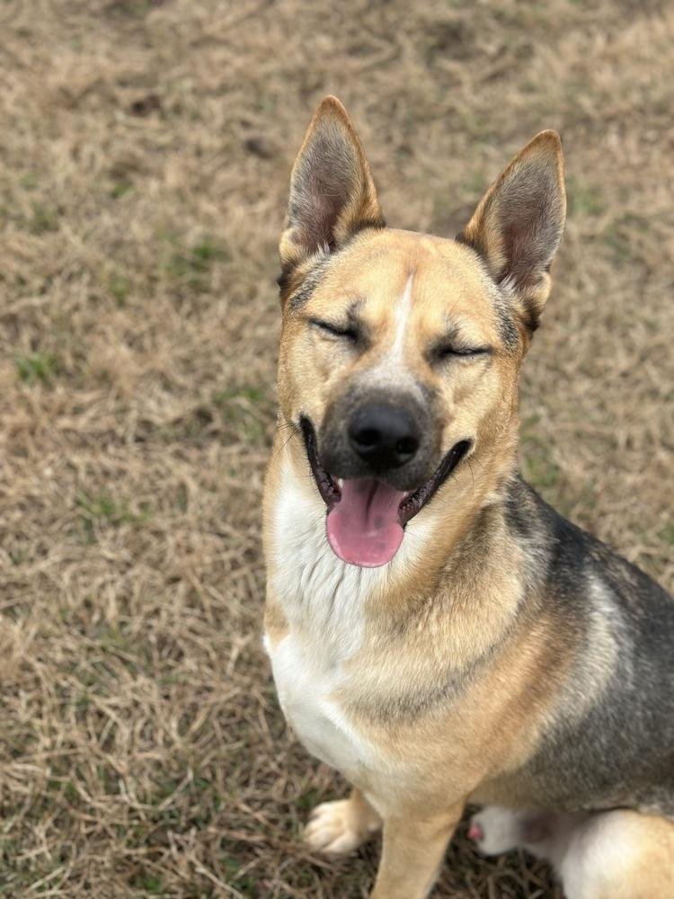 Enlarge Kingston, a Adoptable mixed breed in Pasadena, CA image 4/6