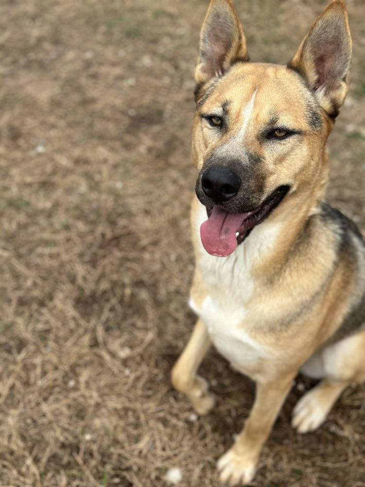 Enlarge Kingston, a Adoptable mixed breed in Pasadena, CA image 5/6