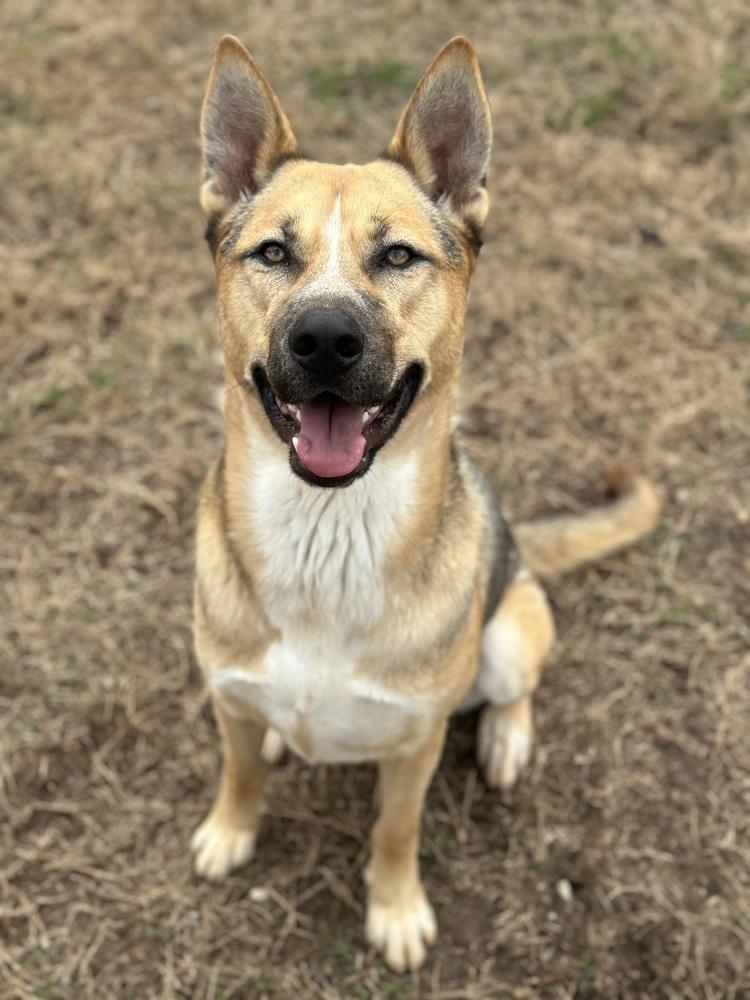 Enlarge Kingston, a Adoptable mixed breed in Pasadena, CA image 6/6