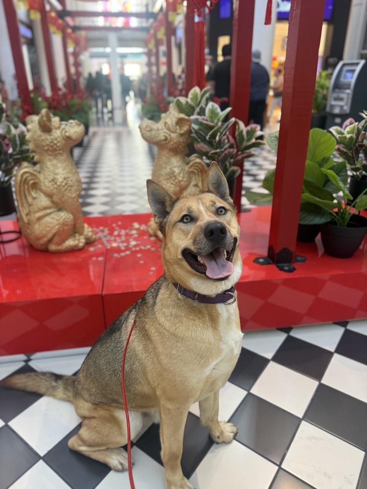 Enlarge Kingston, a Adoptable mixed breed in Pasadena, CA image 6/6