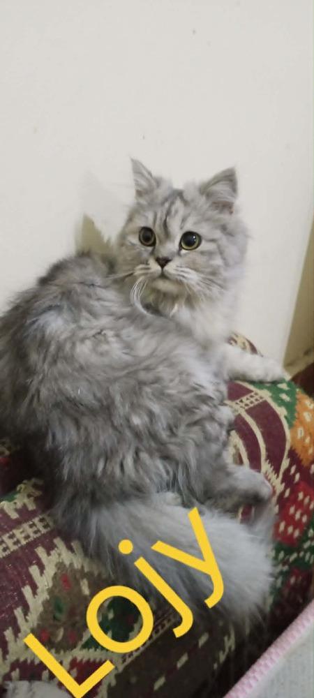 Lojy, Adoptable, Young Female Persian & Turkish Angora.