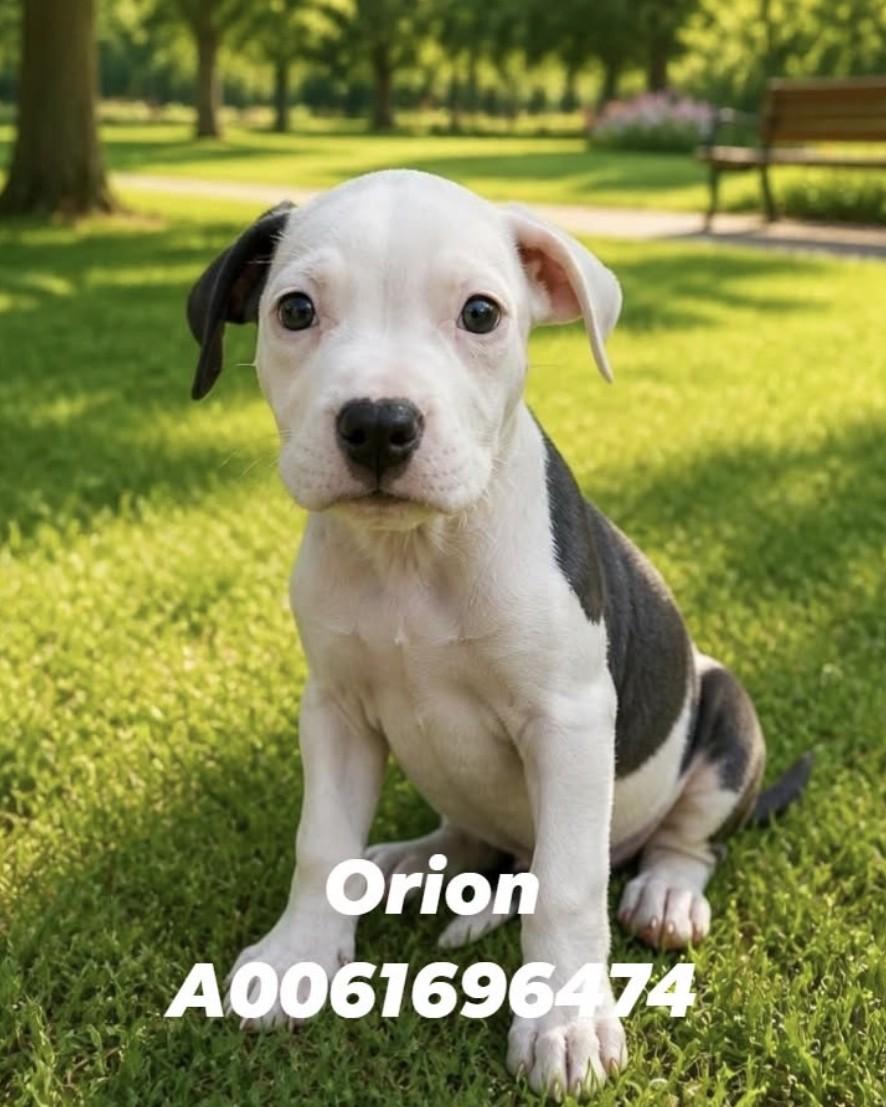 Orion Lonestar, Adoptable, Puppy Male Terrier.