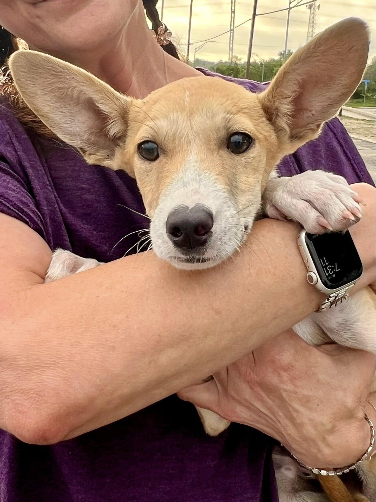 Dingo, Adoptable, Young Male Mixed Breed.