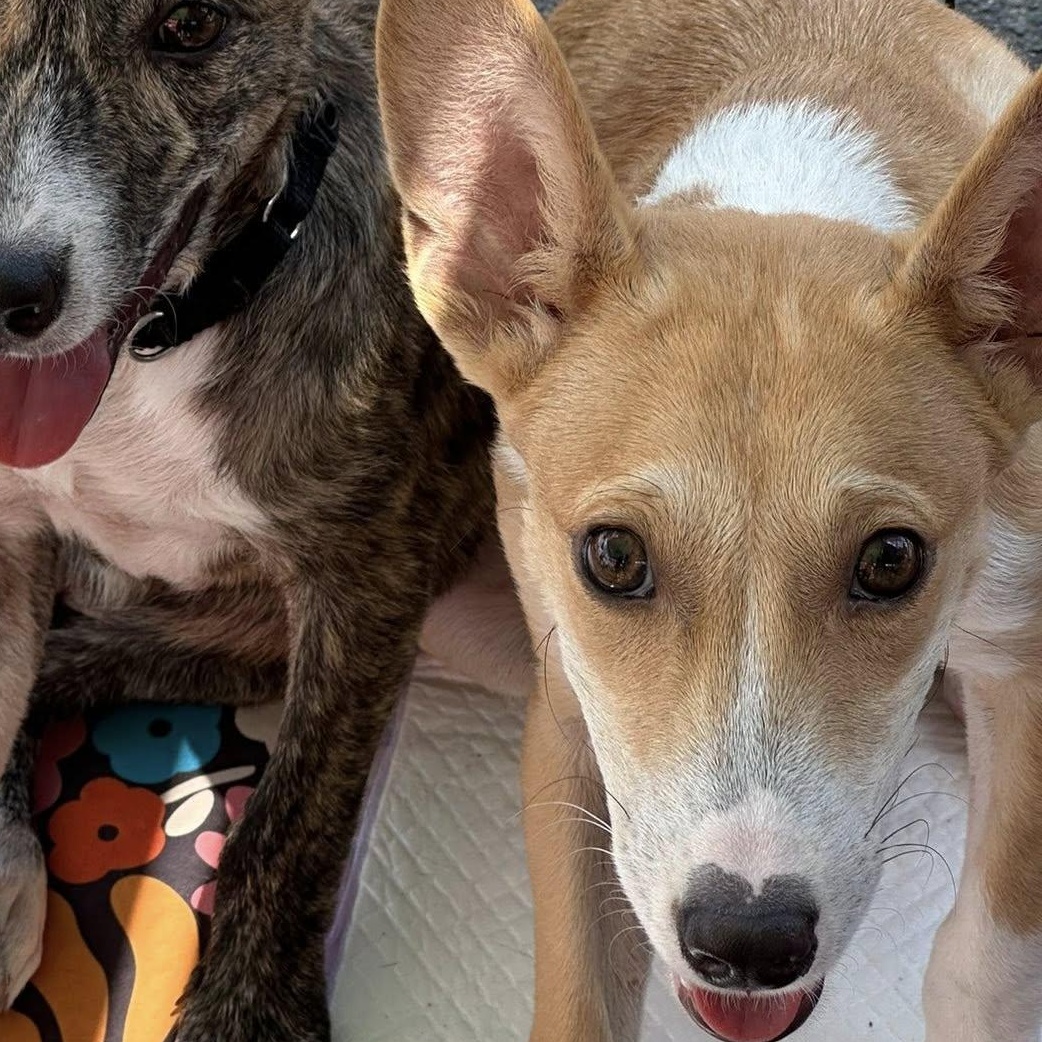 Enlarge Dingo, a Adoptable Mixed Breed in San Antonio, TX image 2/2