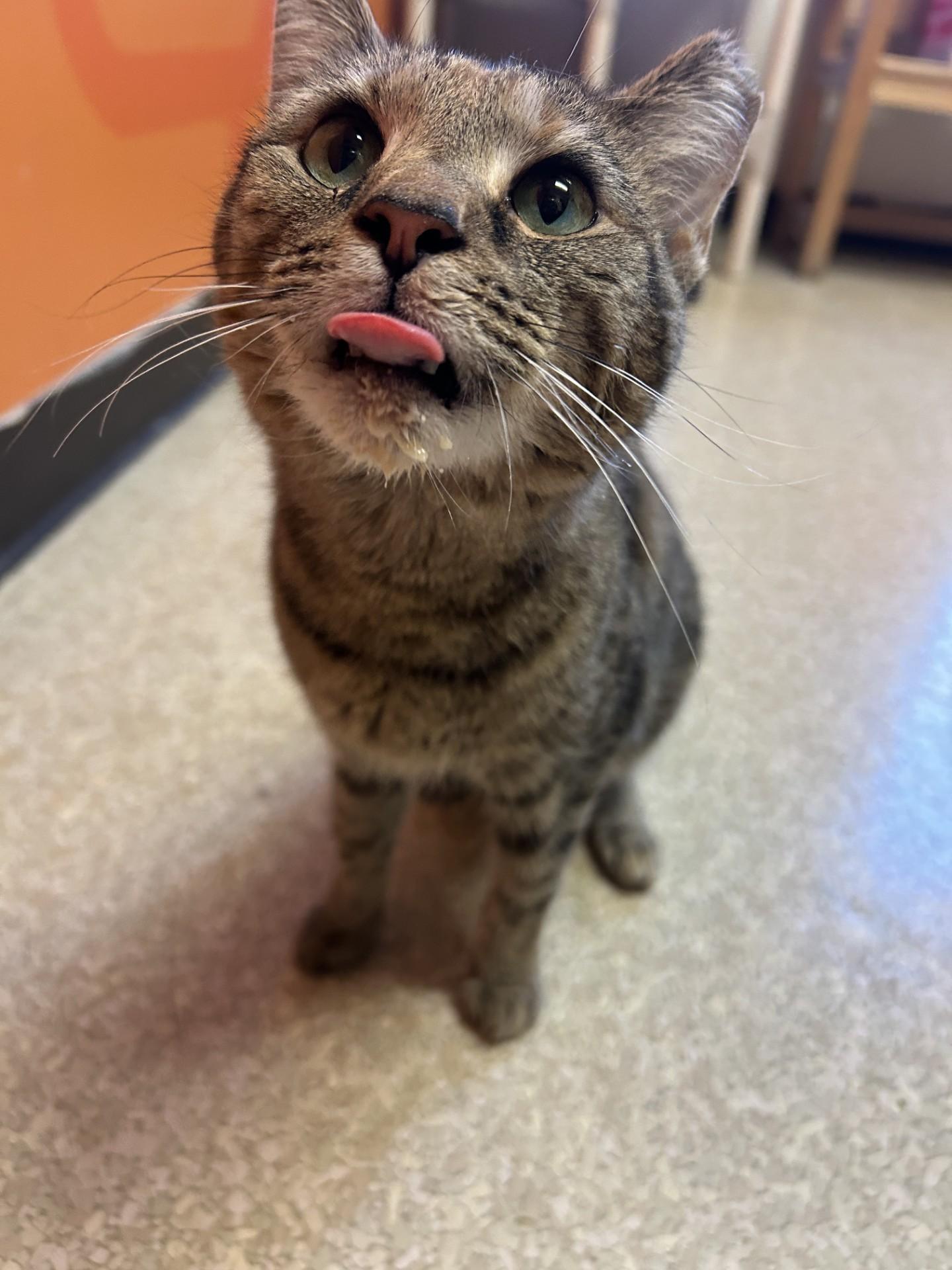 Susie Q, a ADOPTABLE Domestic Short Hair in Lafayette, IN image 2/3