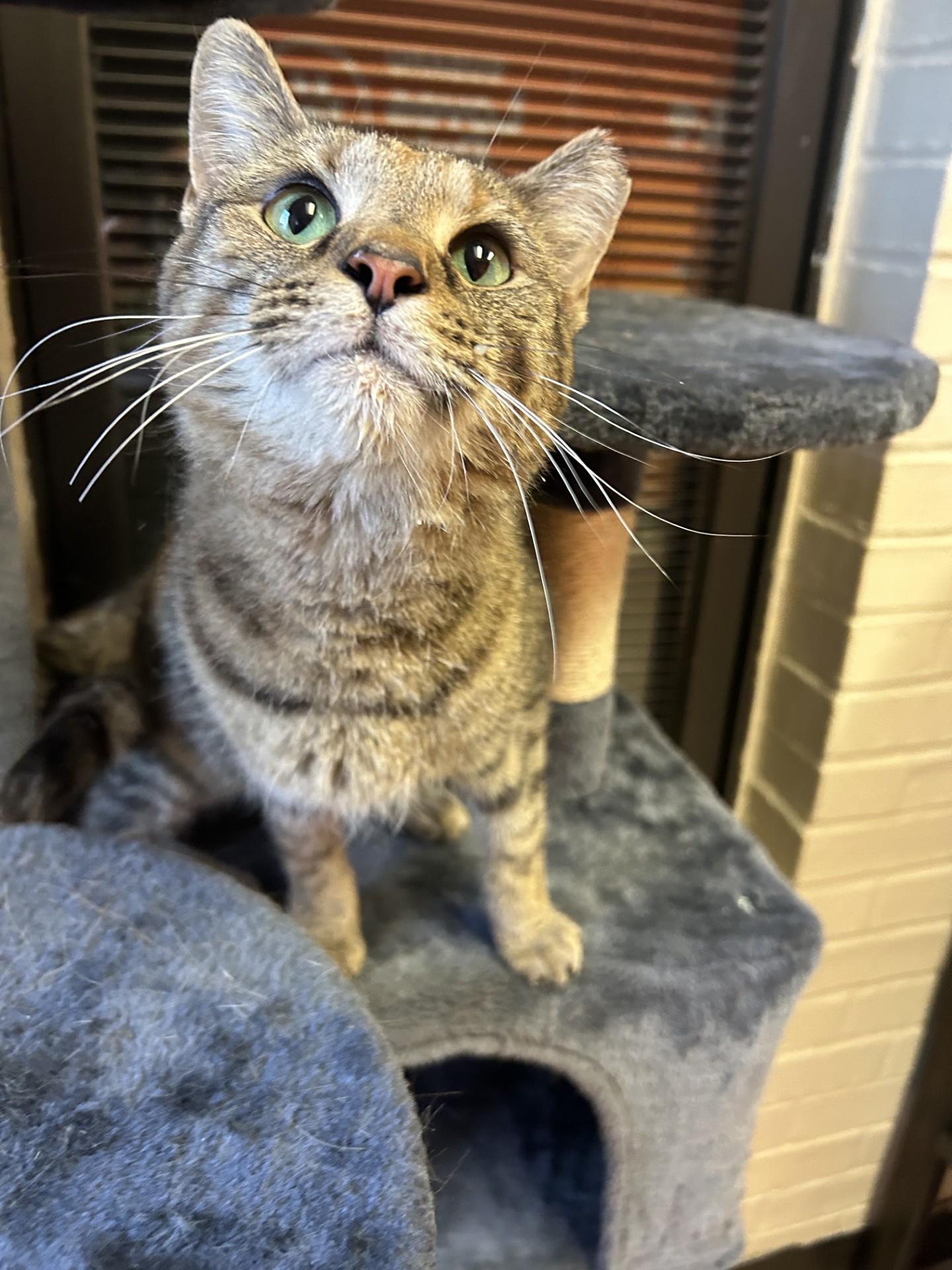 Susie Q, ADOPTABLE, Adult Female Domestic Short Hair.