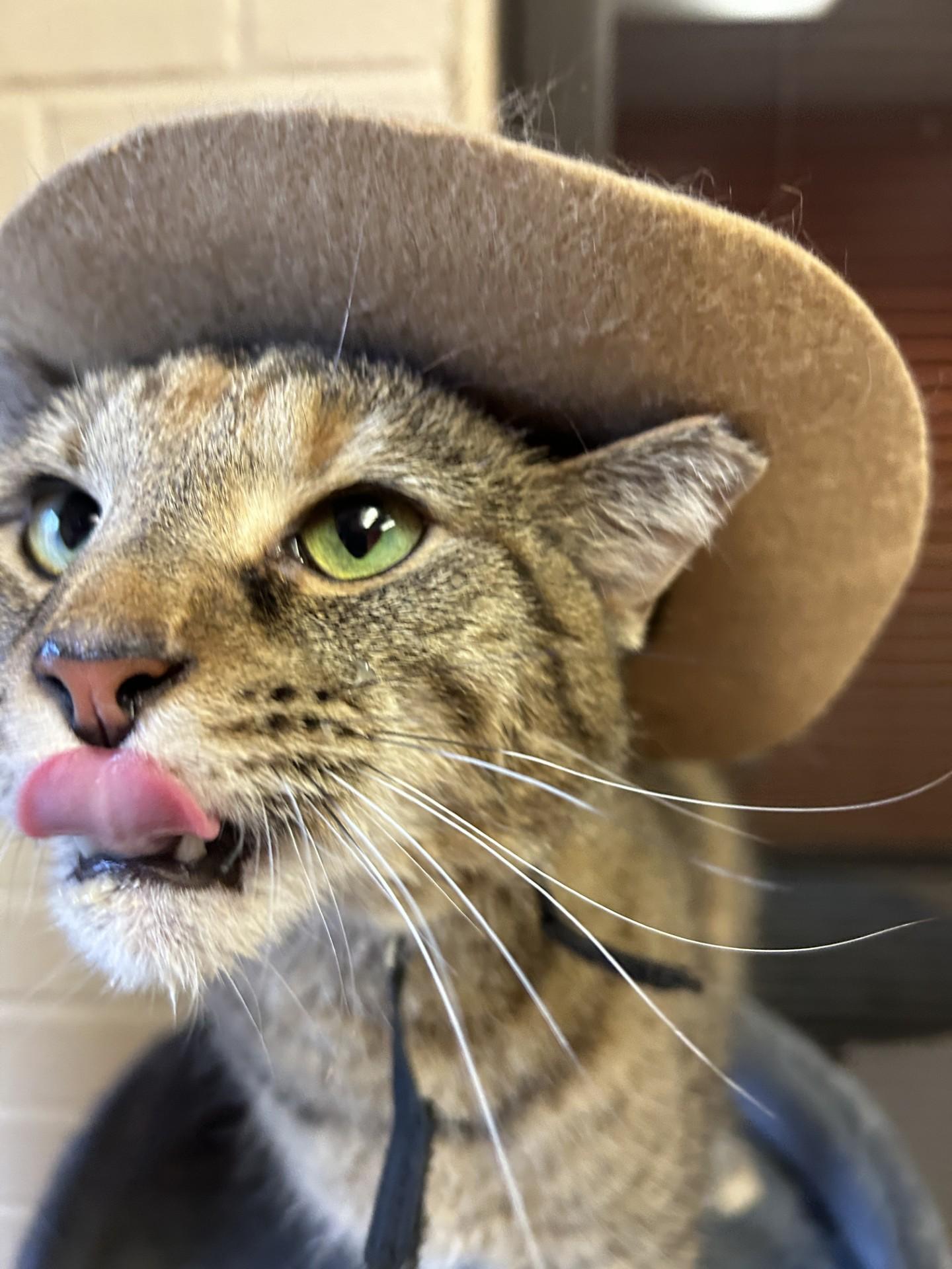Susie Q, a ADOPTABLE Domestic Short Hair in Lafayette, IN image 3/3