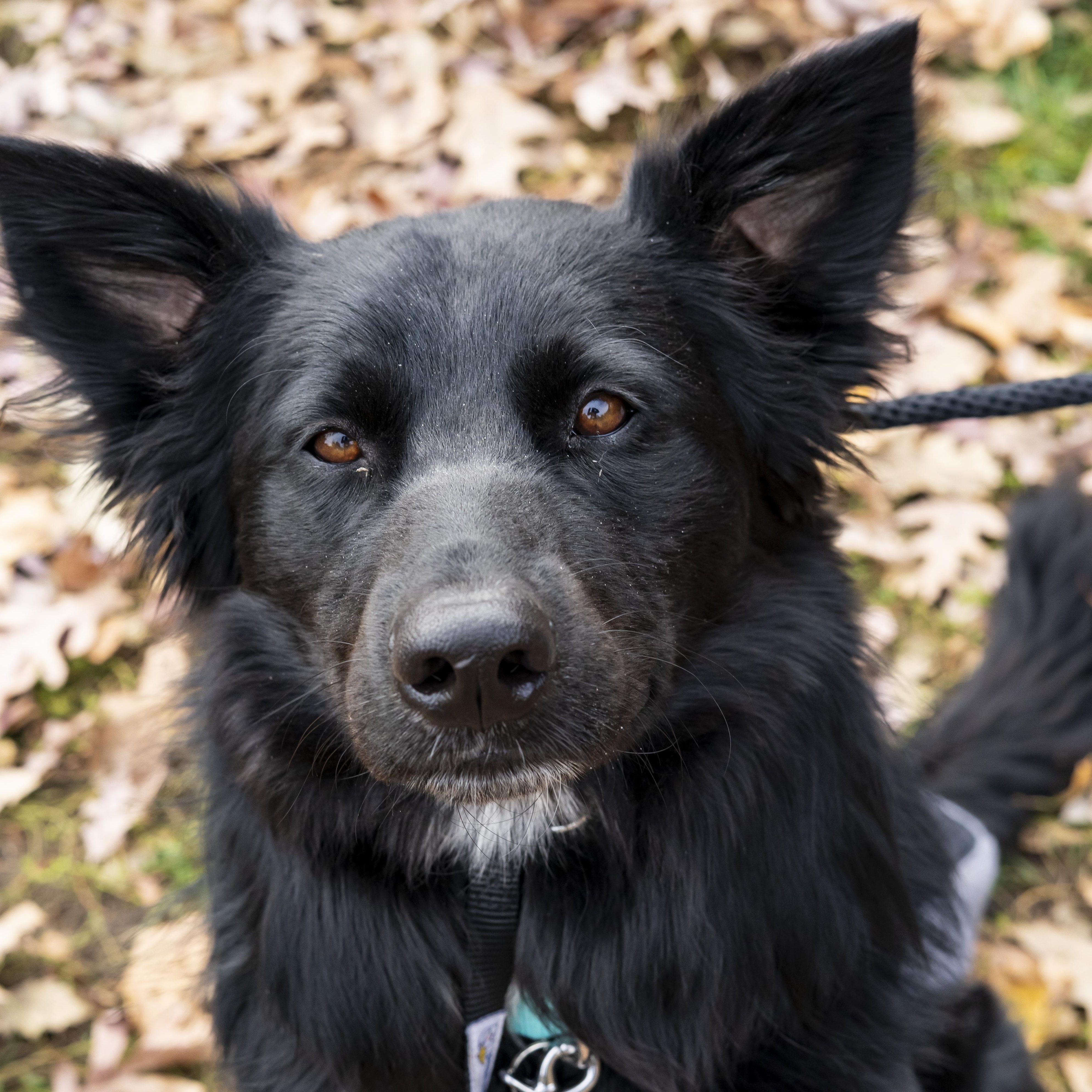 Steve Martin, a Adoptable Border Collie in Brooklyn, NY image 2/6