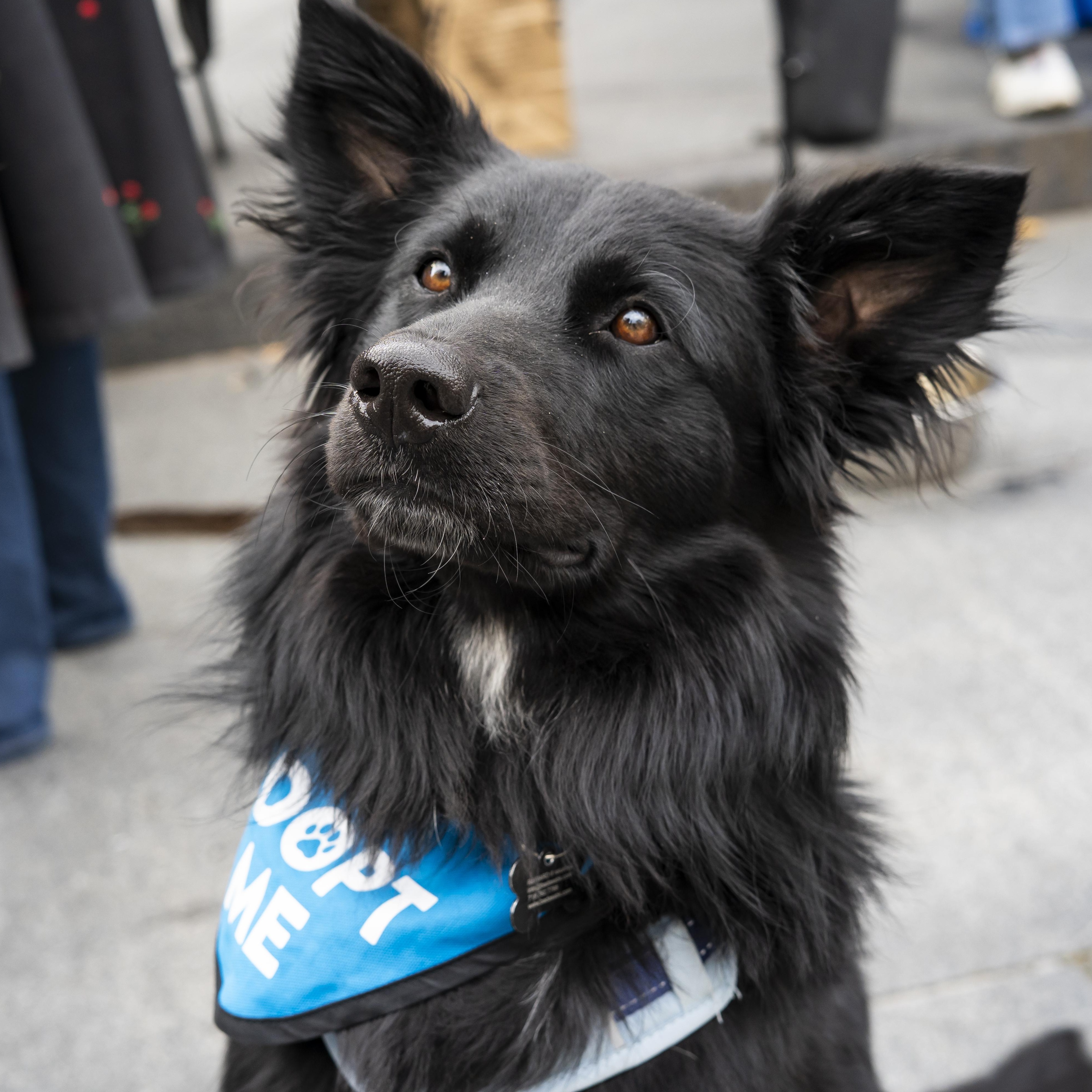 Steve Martin, a Adoptable Border Collie in Brooklyn, NY image 5/6