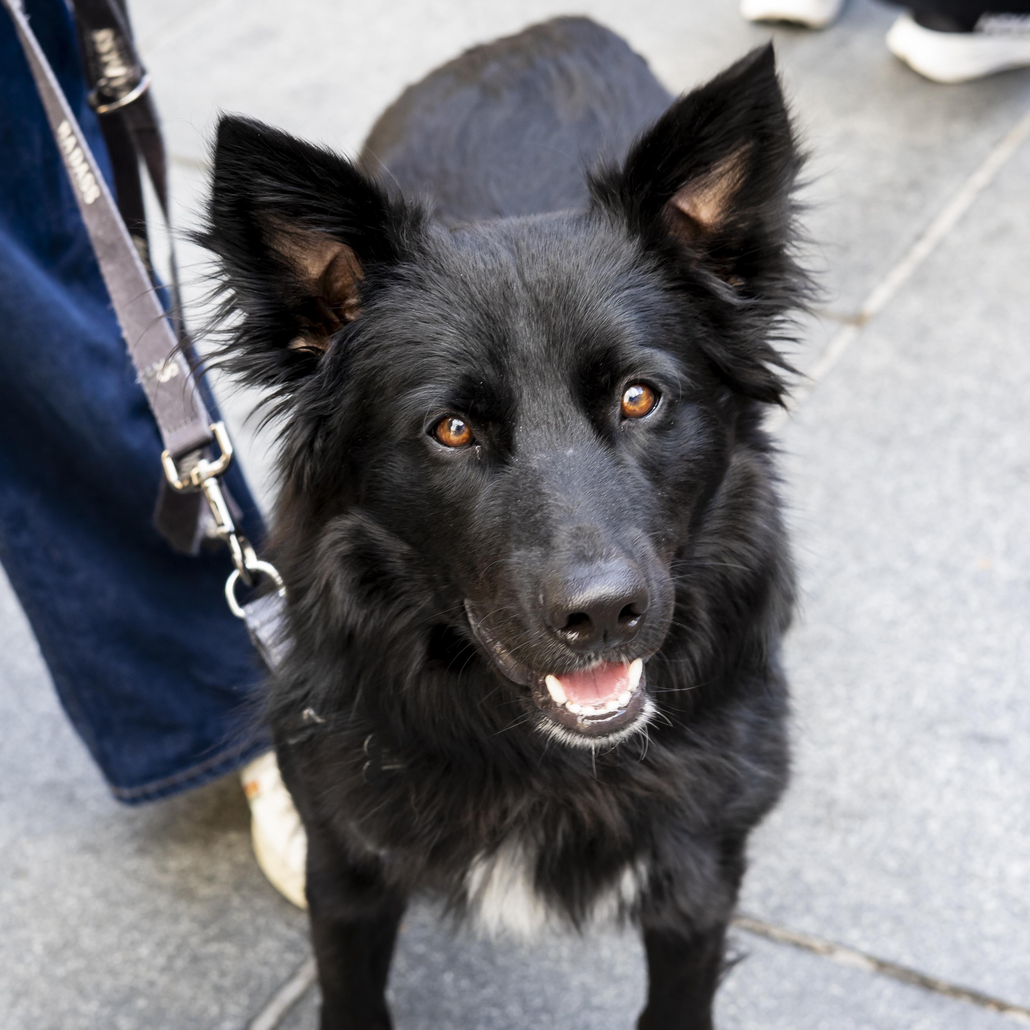 Steve Martin, a Adoptable Border Collie in Brooklyn, NY image 6/6