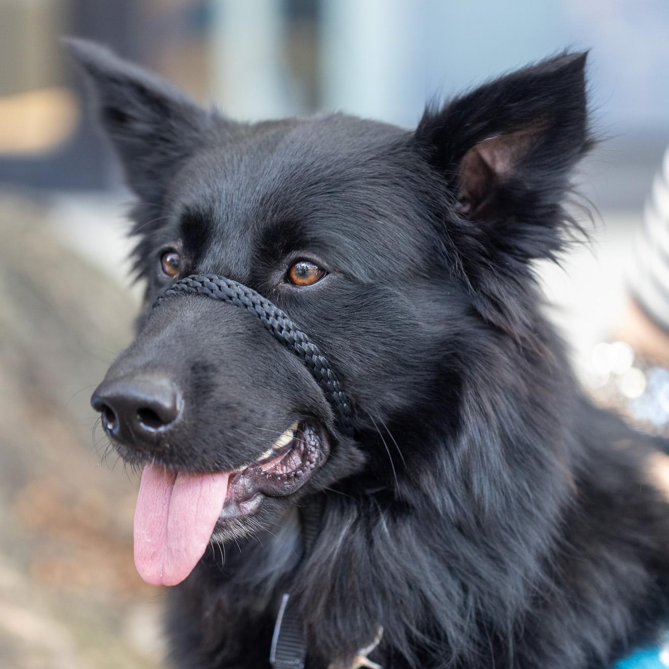 Steve Martin, a Adoptable Border Collie in Brooklyn, NY image 4/6