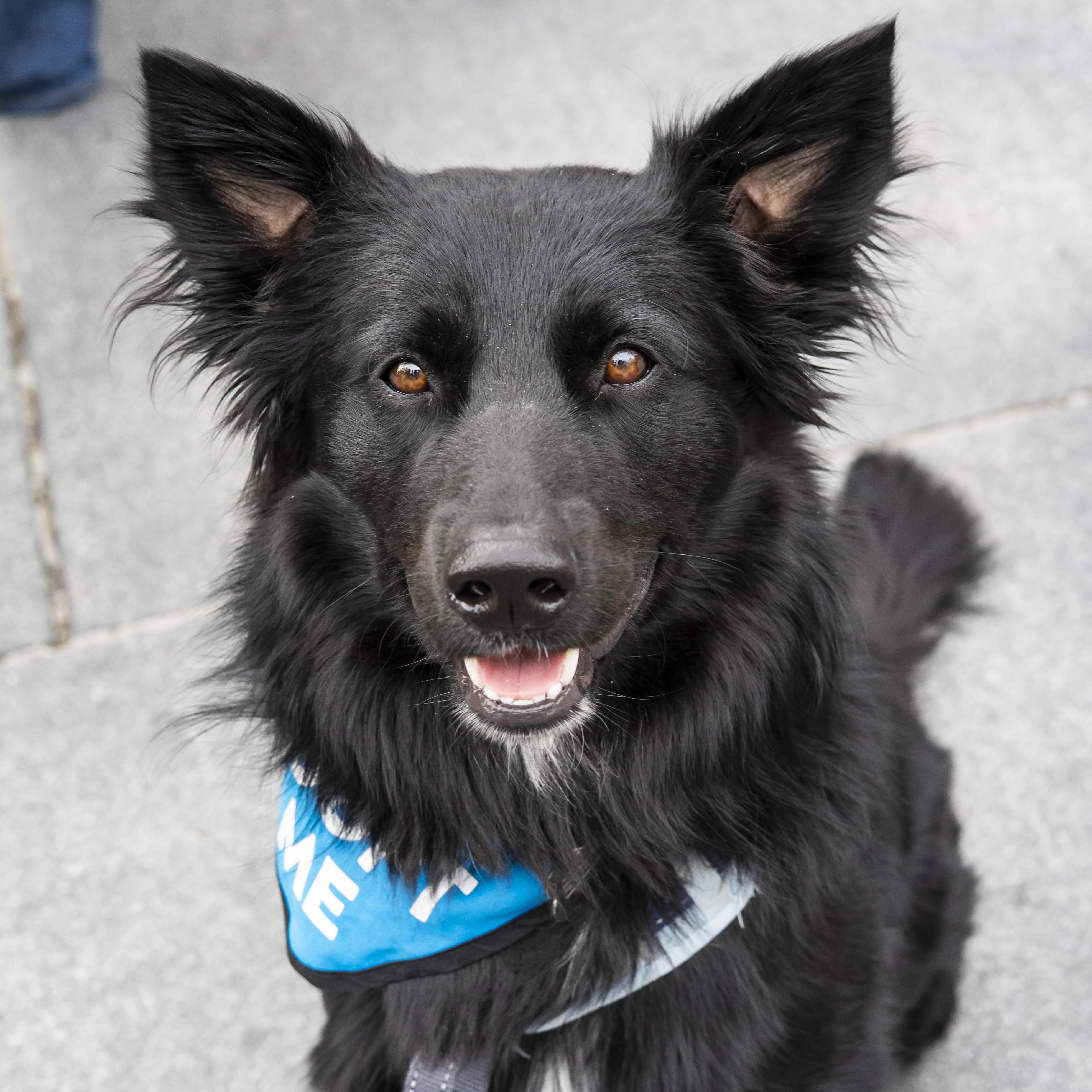Steve Martin, a Adoptable Border Collie in Brooklyn, NY image 1/6