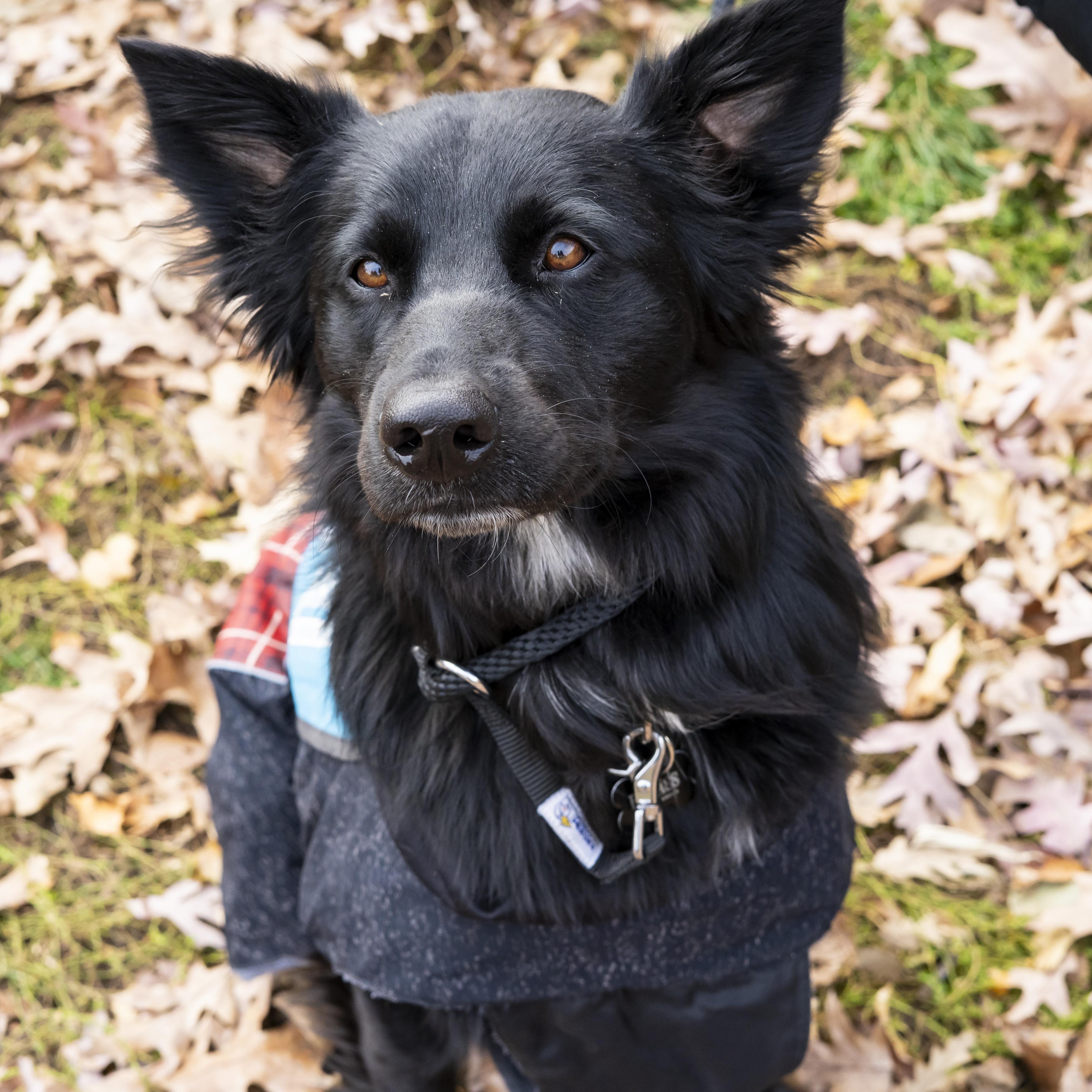 Steve Martin, a Adoptable Border Collie in Brooklyn, NY image 3/6