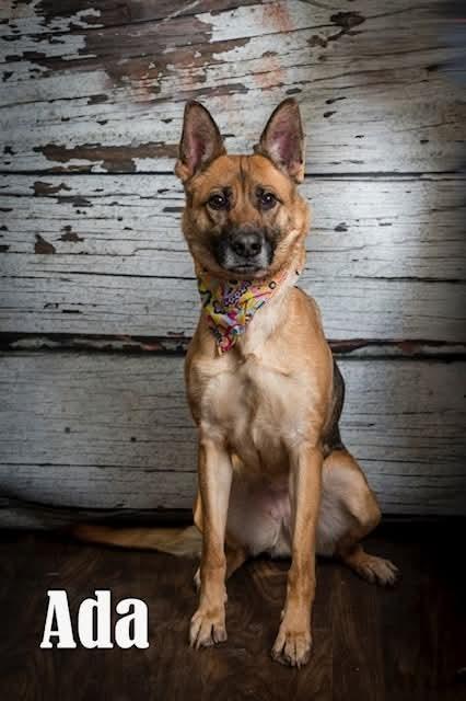 Ada, Adopted, Adult Female German Shepherd Dog.