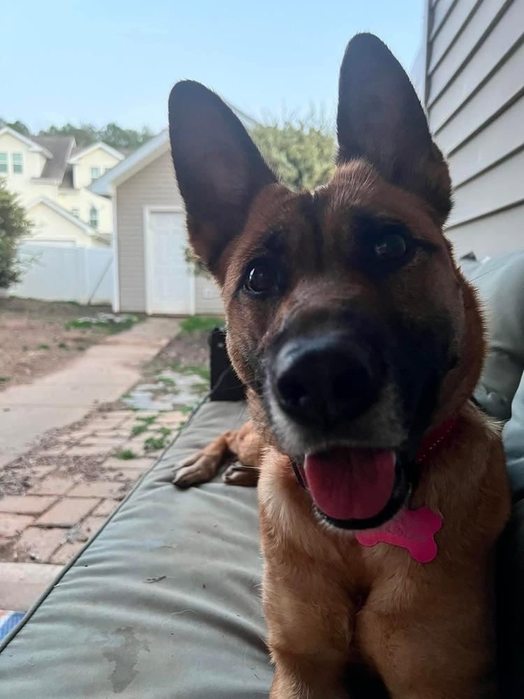 Ada, a Adopted German Shepherd Dog in Statesville, NC image 2/6