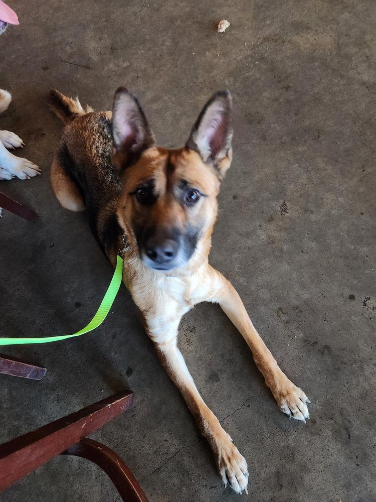 Ada, a Adopted German Shepherd Dog in Statesville, NC image 3/6