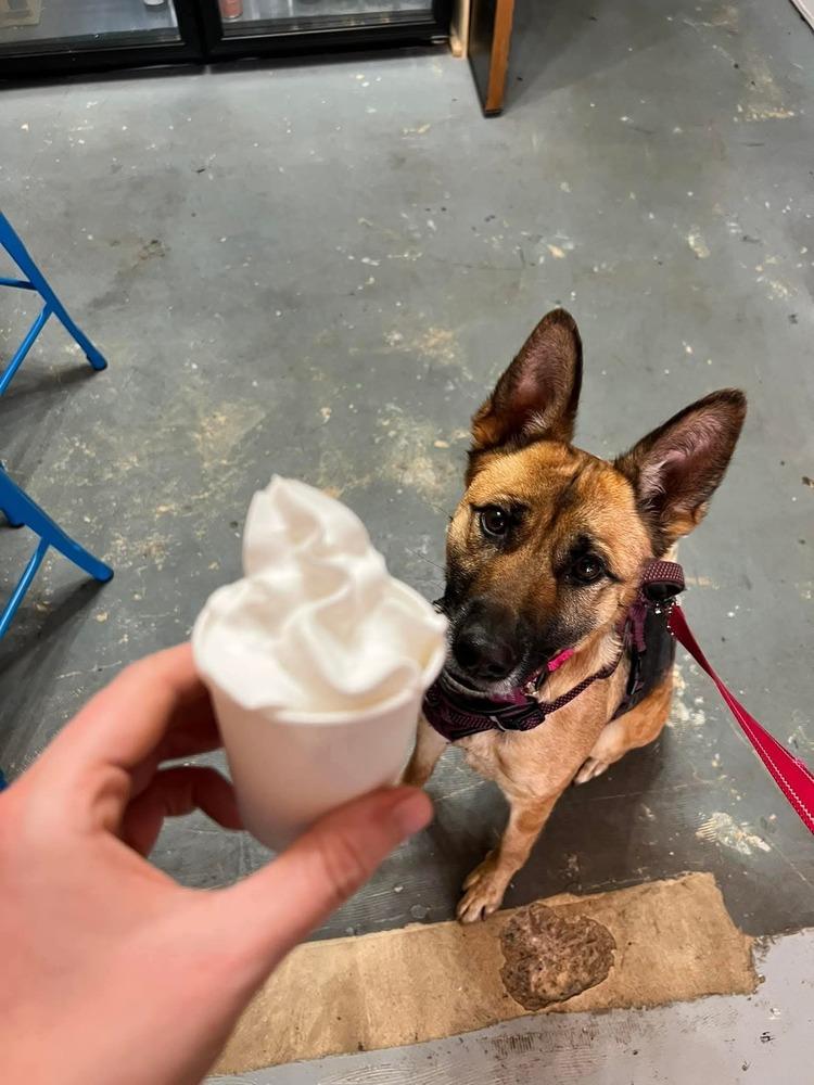 Ada, a Adopted German Shepherd Dog in Statesville, NC image 4/6