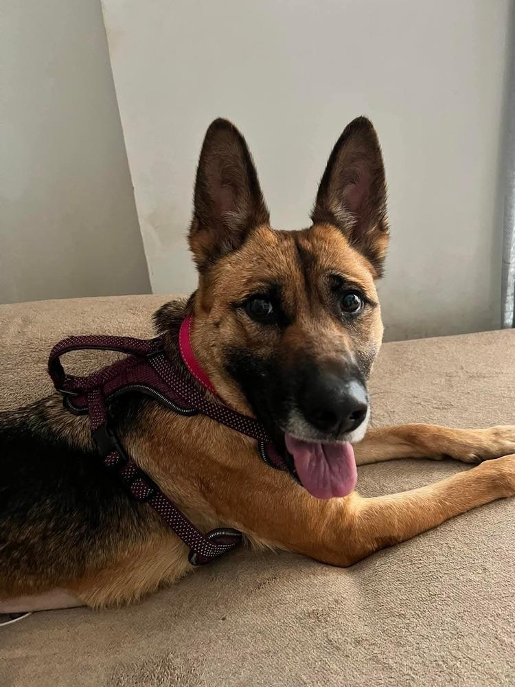 Ada, a Adopted German Shepherd Dog in Statesville, NC image 5/6