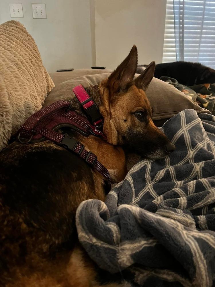 Ada, a Adopted German Shepherd Dog in Statesville, NC image 6/6