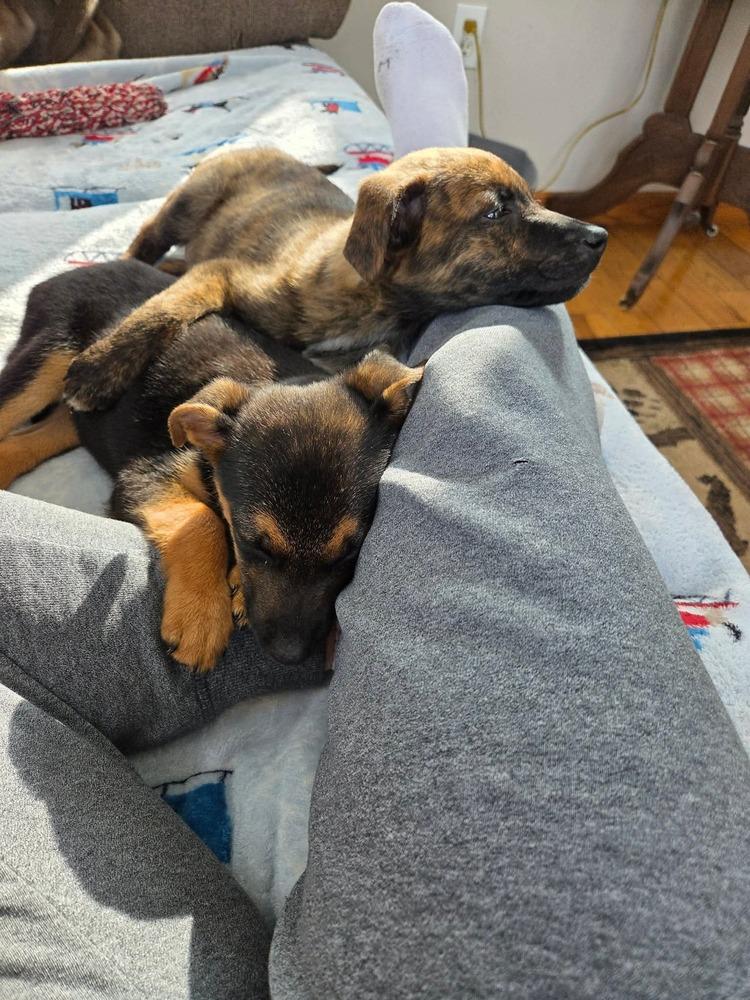 Lady Juliet, Adoptable, Puppy Female Mixed Breed.