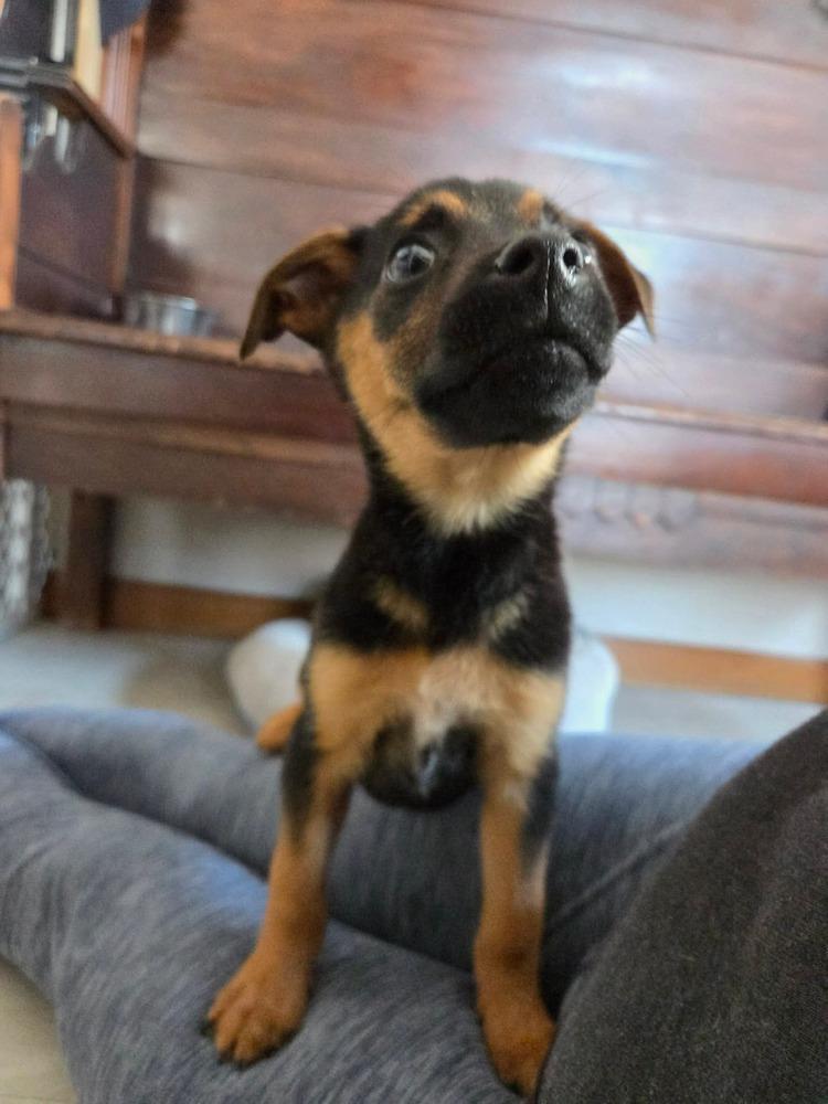 Enlarge Lady Juliet, a Adoptable mixed breed in Amherst, NY image 2/5