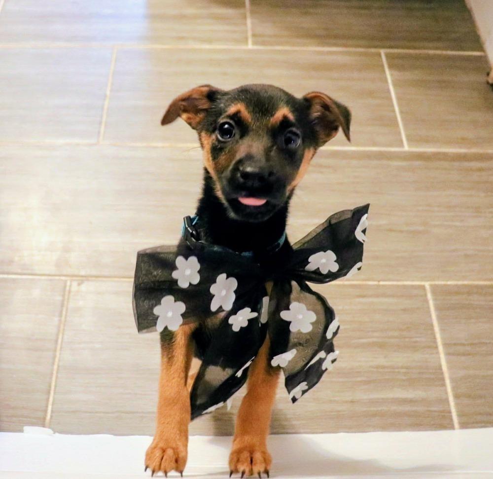 Enlarge Lady Juliet, a Adoptable mixed breed in Amherst, NY image 4/5