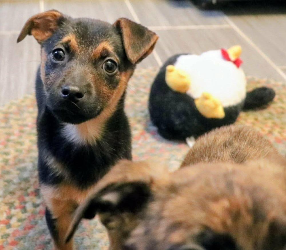 Enlarge Lady Juliet, a Adoptable mixed breed in Amherst, NY image 5/5