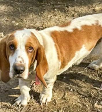 Enlarge CARTER, a Adoptable Basset Hound in Mays Landing, NJ image 1/3