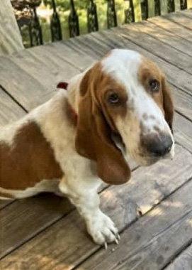 Enlarge CARTER, a Adoptable Basset Hound in Mays Landing, NJ image 2/3