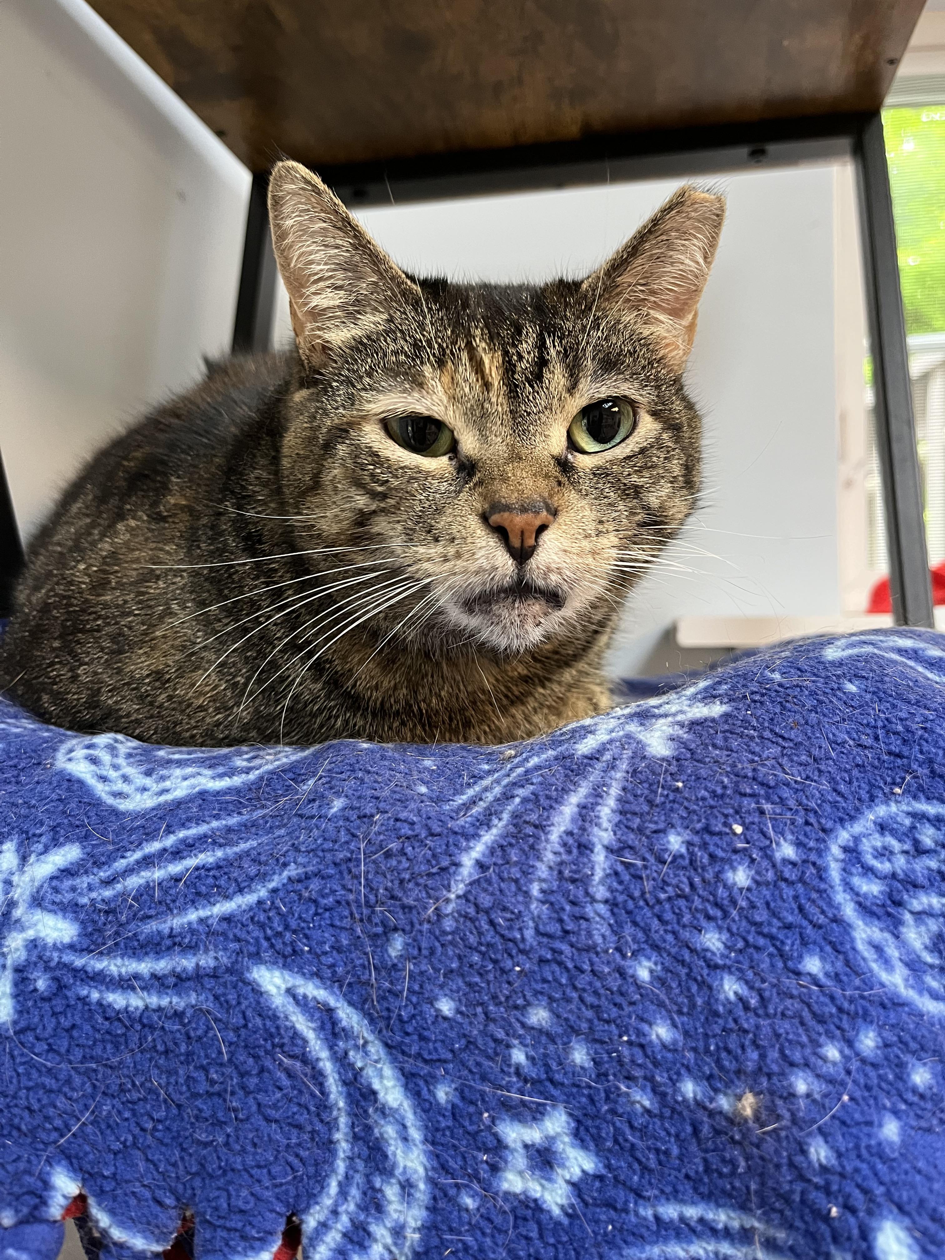 Mia, a Adoptable mixed breed in Terryville, CT image 2/6
