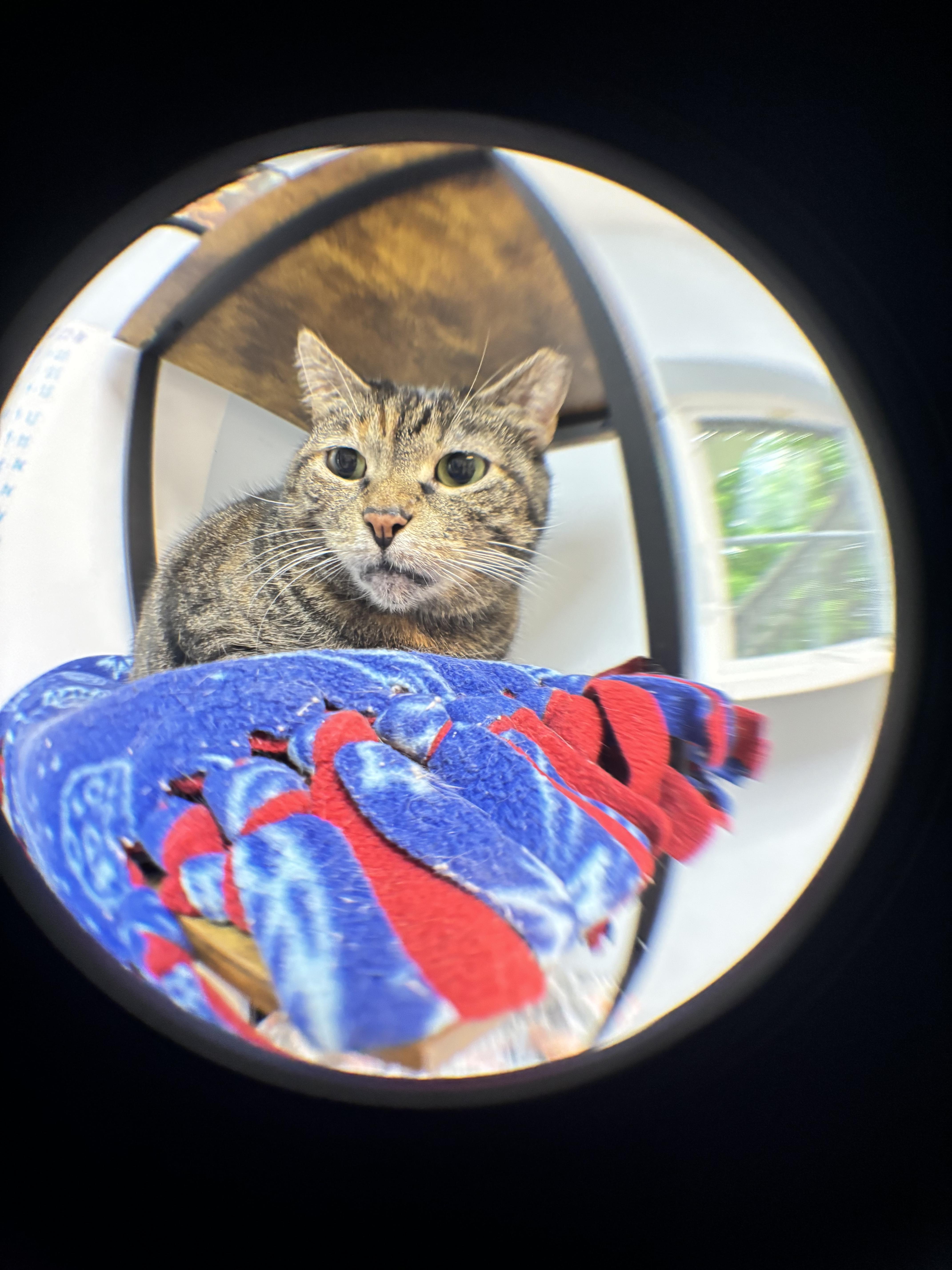Mia, a Adoptable mixed breed in Terryville, CT image 4/6
