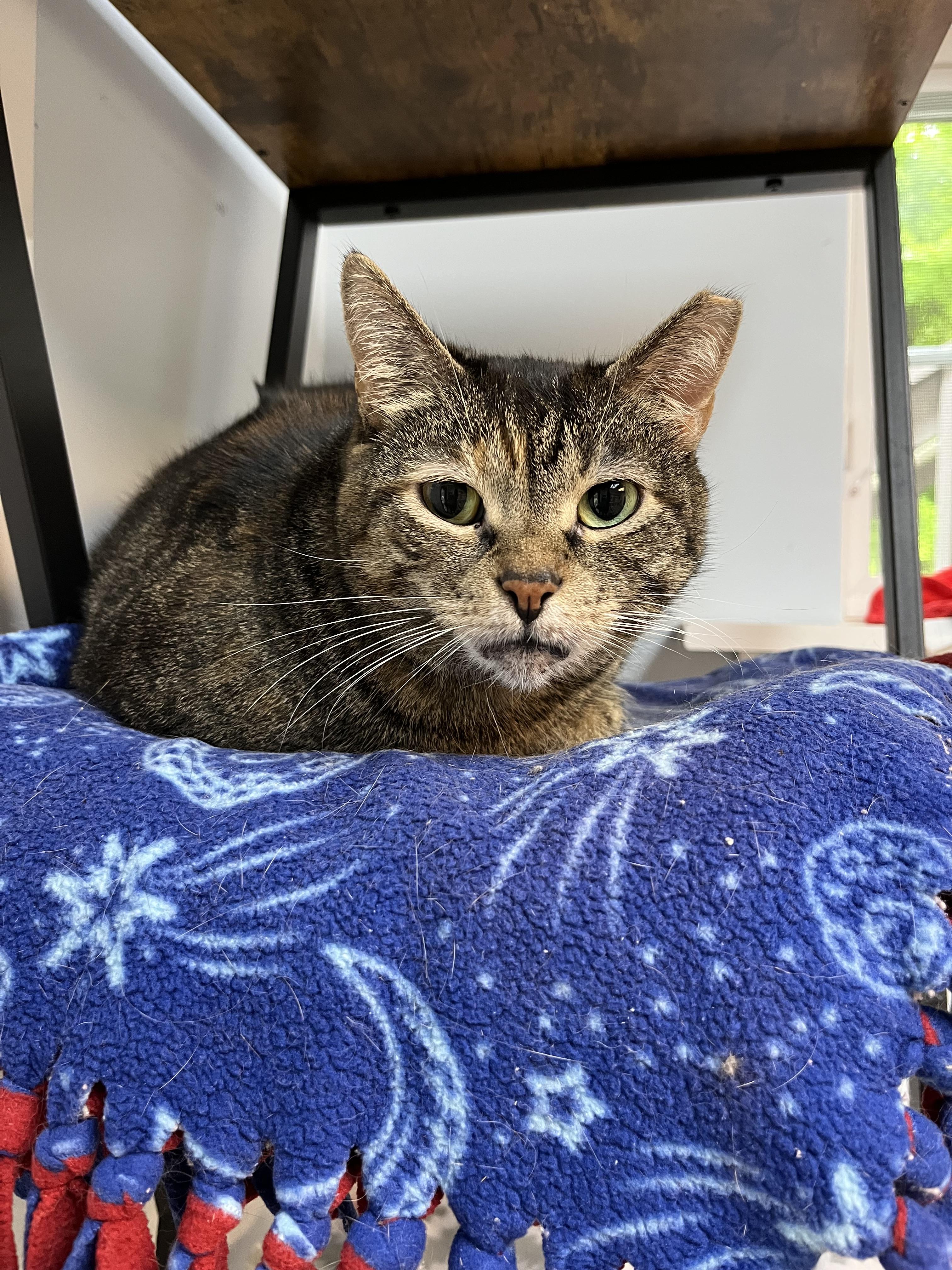 Mia, a Adoptable mixed breed in Terryville, CT image 5/6