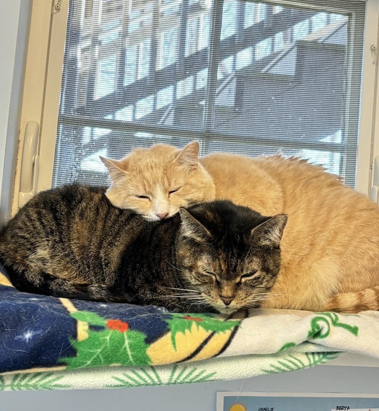 Enlarge Mia, a Adoptable mixed breed in Terryville, CT image 5/6