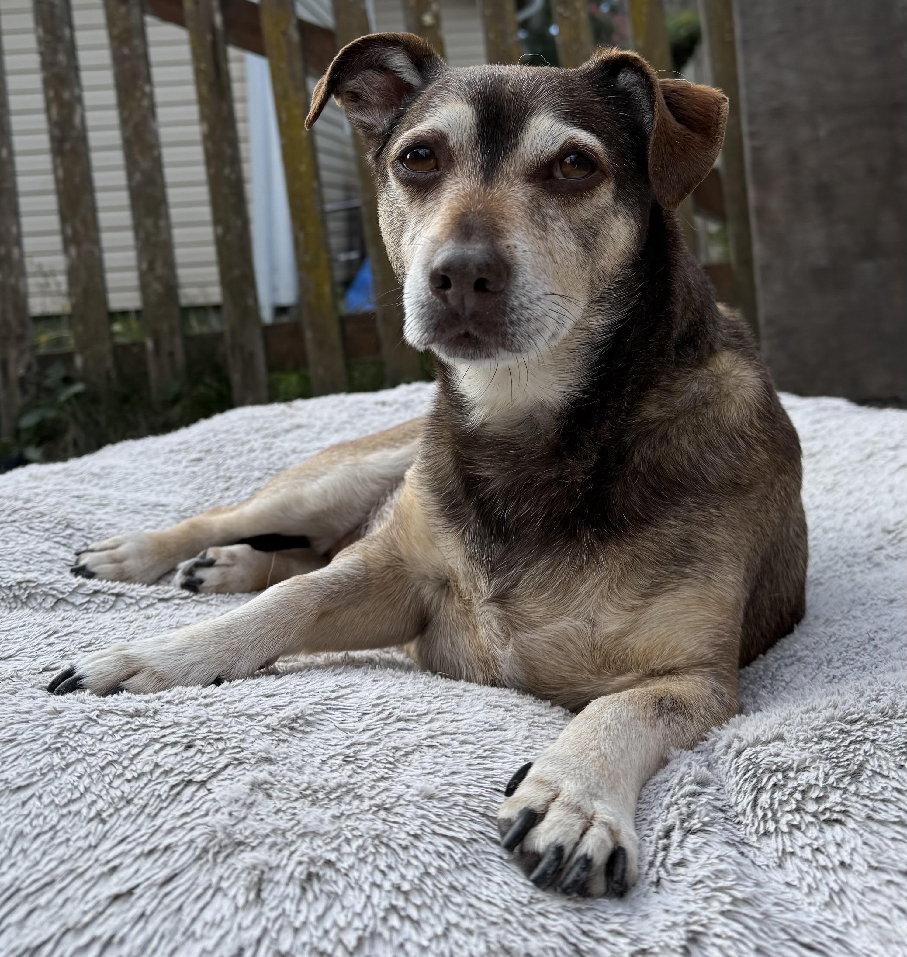Enlarge Lucky, a Adoptable mixed breed in Silvana, WA image 1/3