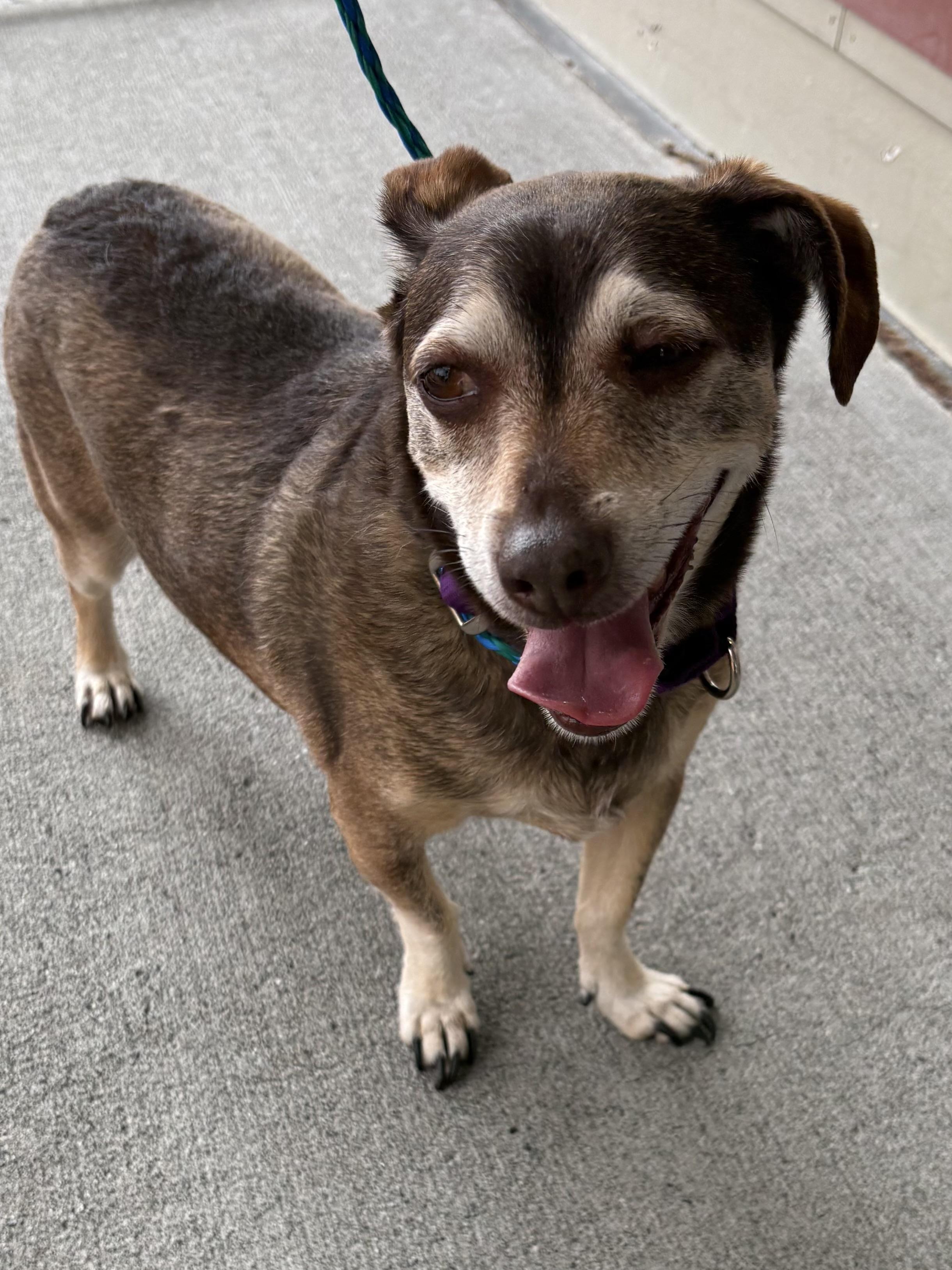 Enlarge Lucky, a Adoptable mixed breed in Silvana, WA image 2/2